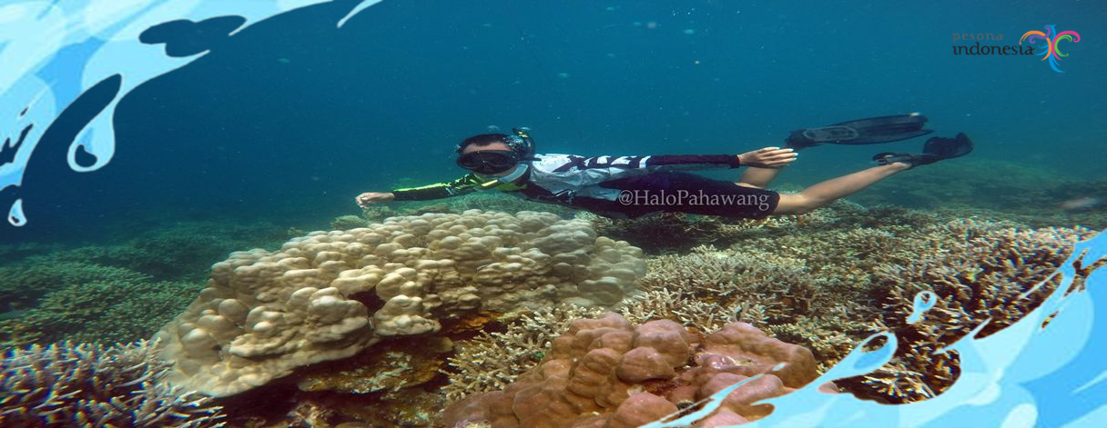 Open Trip Pulau Pahawang 1 Hari
